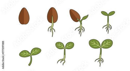 Illustration Sequence of a Seed Germination Stages On White Background