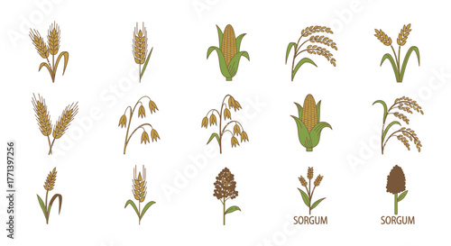 Grain crops illustration vector set: wheat corn oats and sorghum isolated