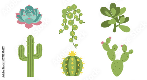 Diverse collection of cacti and succulents isolated on a white background