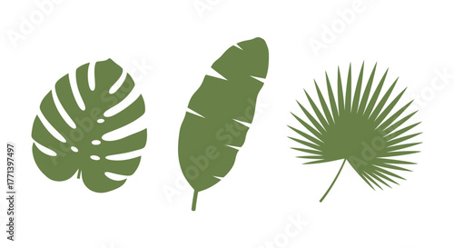 Tropical leaves collection Monstera banana and palm minimalist vector set