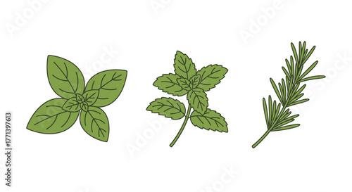 Assorted Herbs Basil Mint and Rosemary Culinary Plants