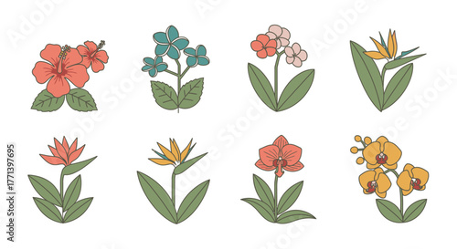 Tropical Flower Vector Set Hibiscus Orchid Plumeria Bird of Paradise