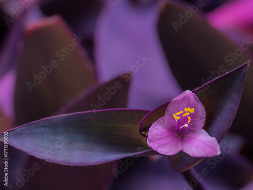 Detail of a purple Tradescantia pallida flower