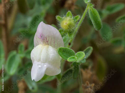 Detail of a white snapdragon flower (Antirrhinum hispanicum) in the field