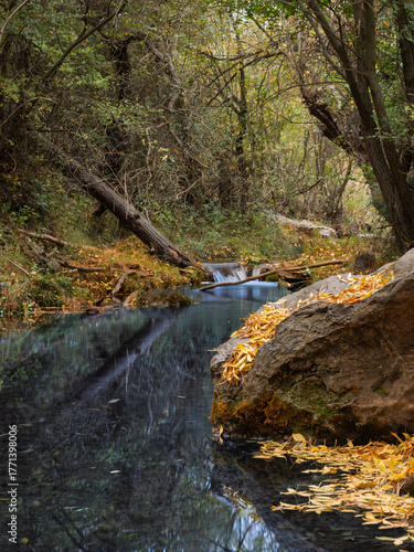 Stream in autumn forest with yellow leaves on the ground in Sierra de Huetor natural park (Granada, Spain)