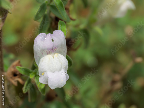 Detail of a white snapdragon flower (Antirrhinum hispanicum) in the field
