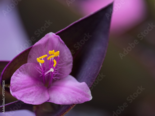 Detail of a purple Tradescantia pallida flower