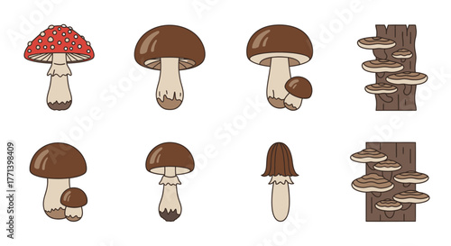 Variety of Woodland Fungi Isolated on White Background