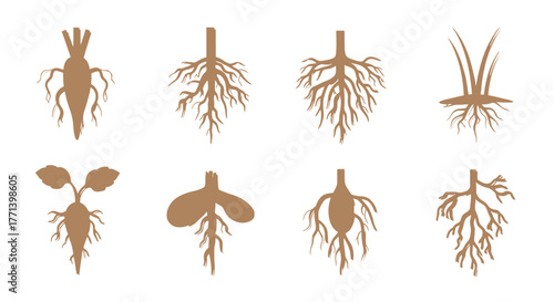 Botanical Root System Anatomy Set Brown Color On White Background