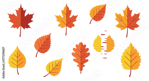 Colorful Fall Foliage Graphic with Maple Birch and Oak Leaves
