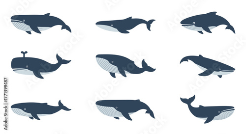 Whale Illustration Set Marine Mammal Collection Isolated on White