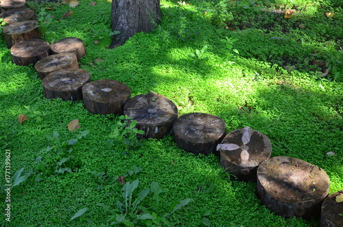 a path made of wooden stumps on a green lawn in a park