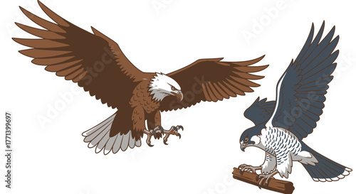 Majestic Eagle versus Falcon Bird Illustration Cartoon Style Flying Animals