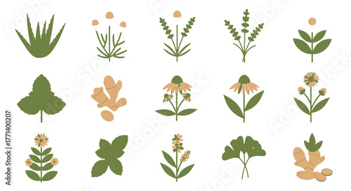 Herbal medicine plants icon set with aloe vera chamomile lavender and ginger