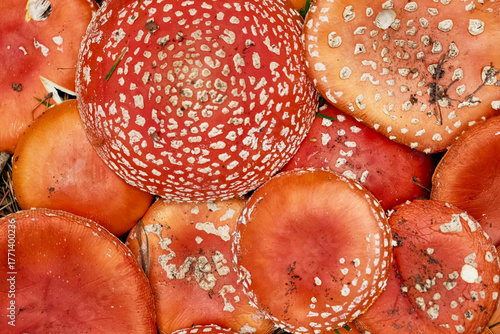 Tableau sur toile Natural Amanita hallucinogenic mushroom caps with matte orange and red colors, distinct white spots, and realistic texture