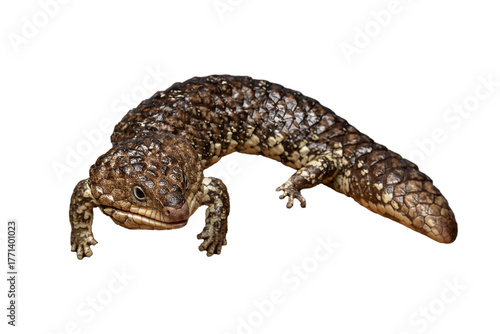 The western shingleback lizard, also known as the bobtail or sleepy lizard, is a slow-moving skink native to arid and semi-arid regions of southern and western mainland Australia.