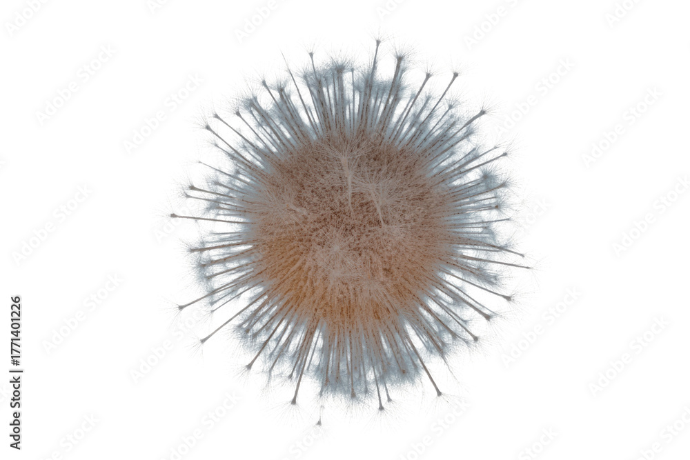 Obraz premium Detailed close-up of a dandelion seed head with delicate white pappus bristles, radiating outwards against a solid transparent background. background removed