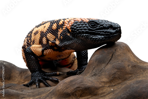 Gila Monster (Heloderma suspectum) is a species of venomous lizard native to deserts and arid areas of the Southwestern United States and Northern Mexico.