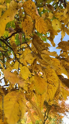 Yellow autumn leaves in forest, vertical fall background