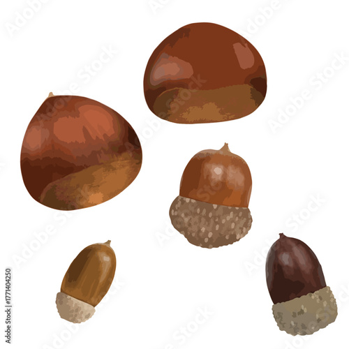 秋の木の実　ドングリ　栗