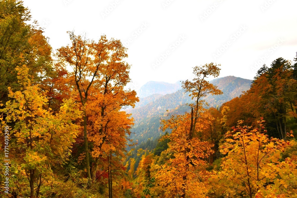 Fototapeta premium Orange colored tree foliage in Karavanke, Gorenjska, Slovenia