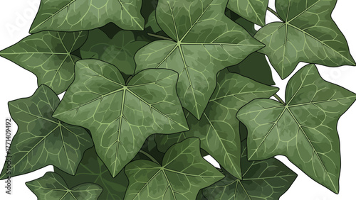 A closeup view of dark green ivy leaves with visible veins