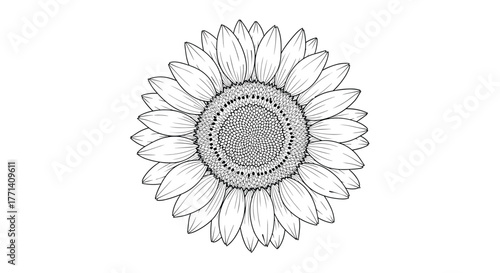 Elegant monochrome outline of a beautiful sunflower, ready for digital coloring, craft projects, or decorative design elements.
