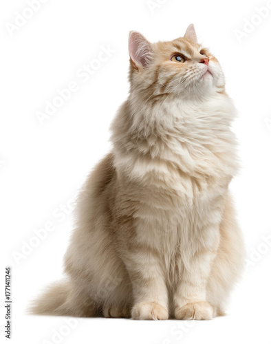 Playful cat sitting gracefully at home portrait isolated on transparent background