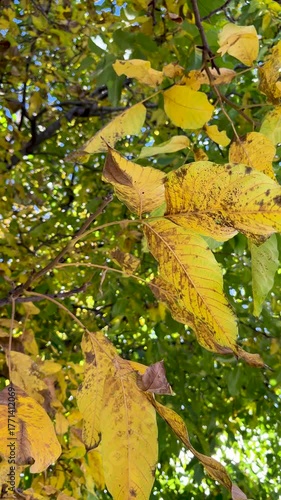 Yellow autumn leaves in forest, vertical fall background