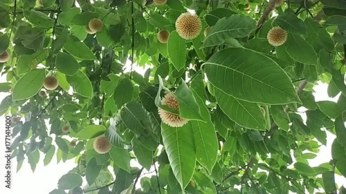 Beautiful Kadamba Tree with Blooming Flowers – Natural Green Foliage Video