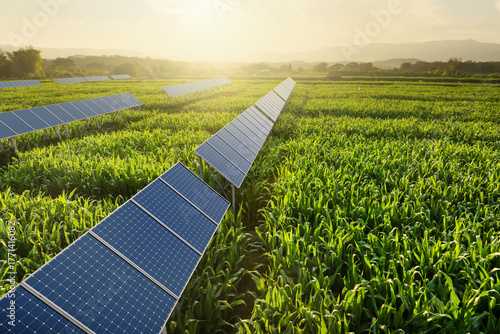 Agrivoltaics solar farm on corn field at sunset sustainable agriculture agri-tech