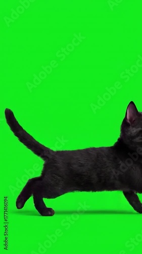 Running black kitten against a green screen, looking alarmed