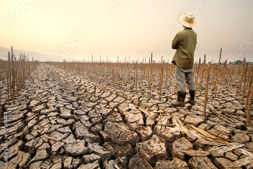 Drought impact agriculture with farmer standing in dry field looking at dead corn crops