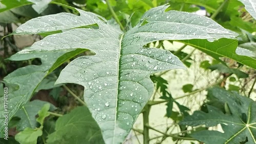 Fresh Papaya Leaf with Morning Dew Drops – Natural Green Plant Video