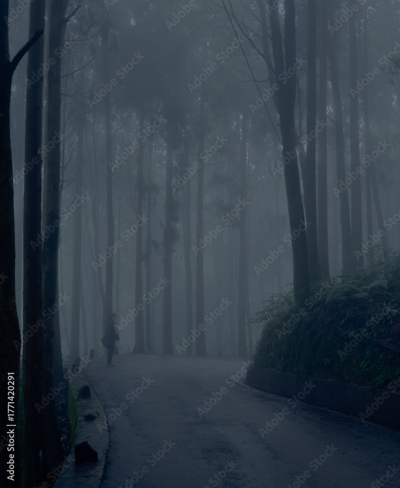 Naklejka premium The forest sleeps beneath a cloak of fog and shadow