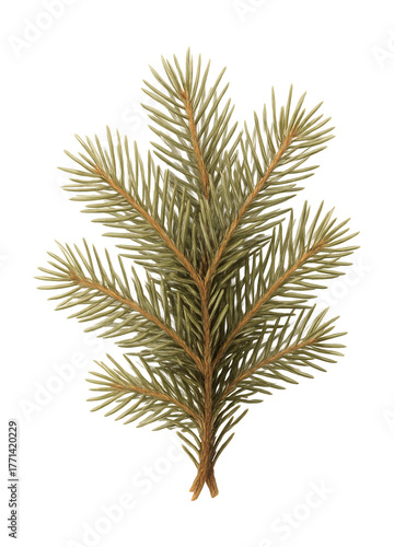 Dried fir needle bundle, light and delicate.