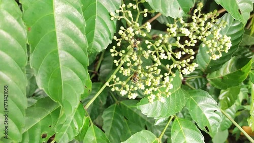 Bees on Small White Flower Buds – Natural Pollination on Green Leaves Video