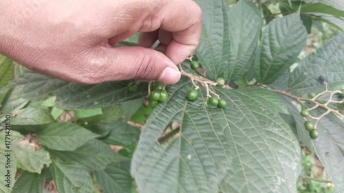 Hand Picking Small Green Berries from Plant – Natural Farming and Harvest Video