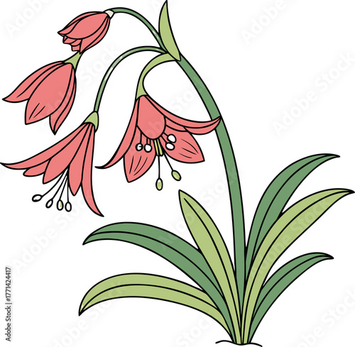 Vibrantly colored Amaryllis plant illustration showcasing three blooming coral flowers and a developing bud