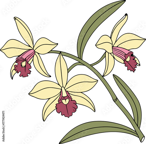 Three illustrated Cattleya orchid flowers with pale pink petals deep burgundy lips green leaves and stems Isolated on a