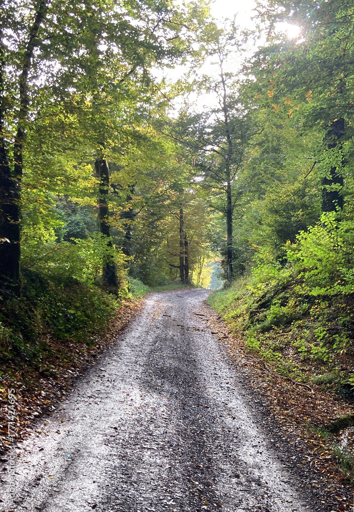 Fototapeta premium on a track in autumn