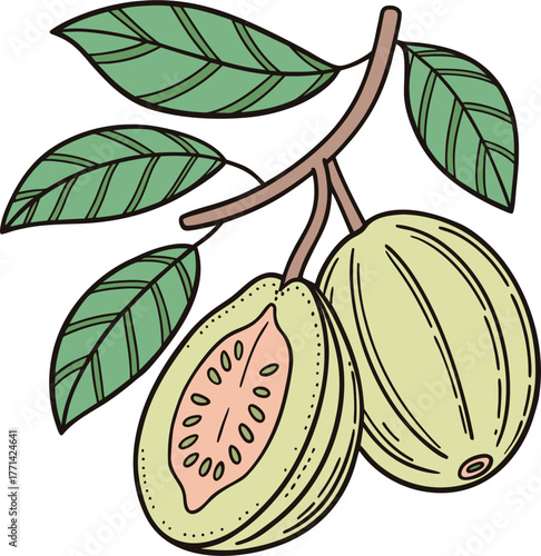 illustration of two green guavas on a branch with leaves One whole fruit one half cut revealing pink flesh and seeds
