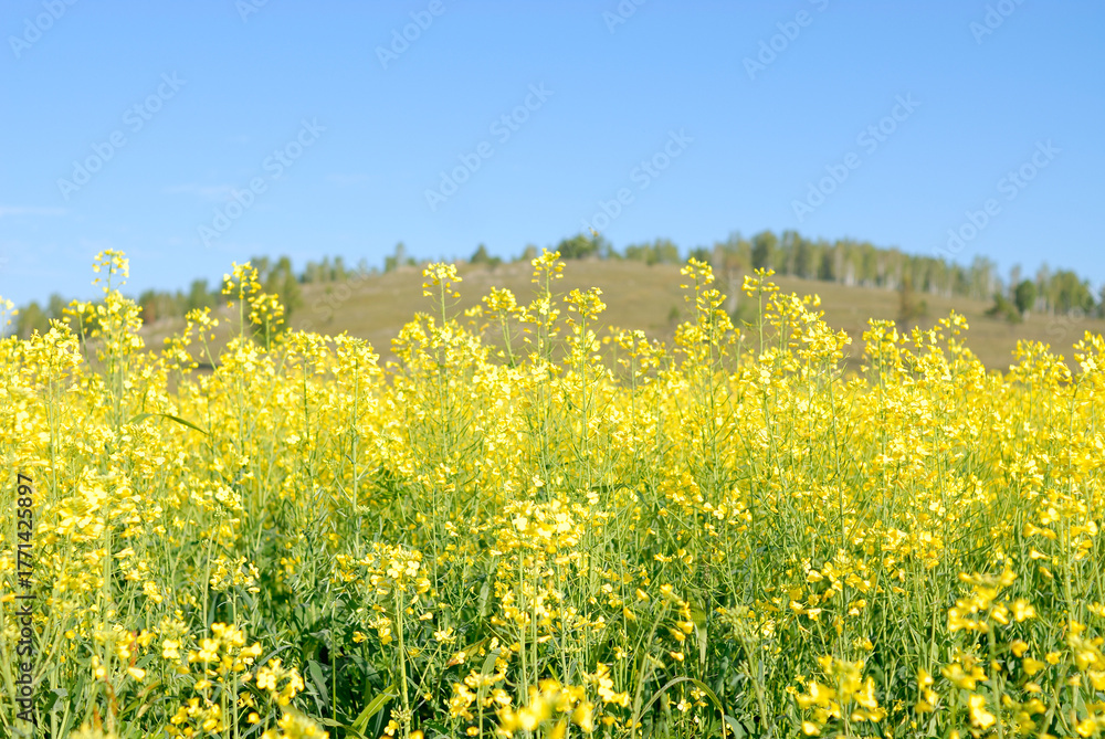 Obraz premium Vast yellow rapeseed field in full bloom under natural sunlight, creating a vibrant and colorful rural landscape.