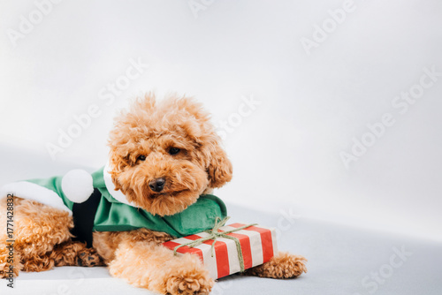 Close-up small brown poodle dog in a Santa suit on a gray background. Pet's portrait. Christmas greetings card, front view
