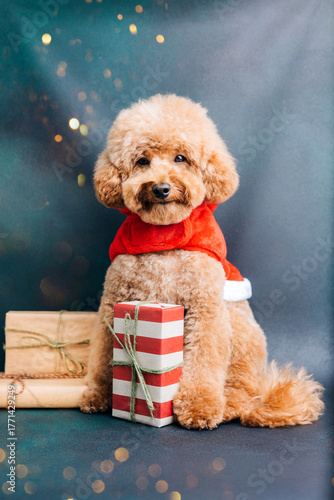 Close-up small brown poodle dog in a Santa suit on a blue-green background. Pet's portrait. Christmas greetings card, front view