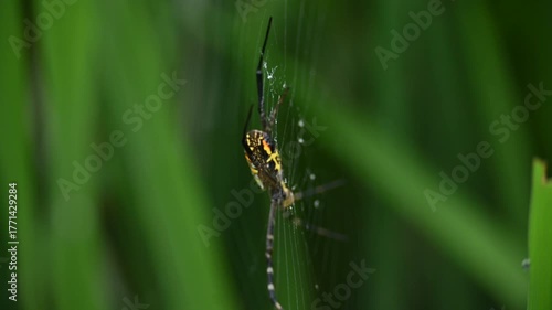 Argiope bruennichi or wasp spider. It is a species of orb- weaver spider found Europe, Asia and Africa. This species features distinctive yellow, white and black markings on its abdomen.