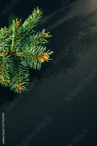 New Year, Christmas background. Branches of a green Christmas tree on a black background. Top view