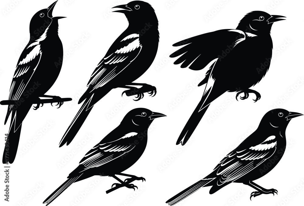 Fototapeta premium Bird silhouette illustration in flight and perched, black and white vector, nature art, wildlife pose, minimal design, isolated graphic