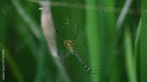 Argiope bruennichi or wasp spider. It is a species of orb- weaver spider found Europe, Asia and Africa. This species features distinctive yellow, white and black markings on its abdomen.