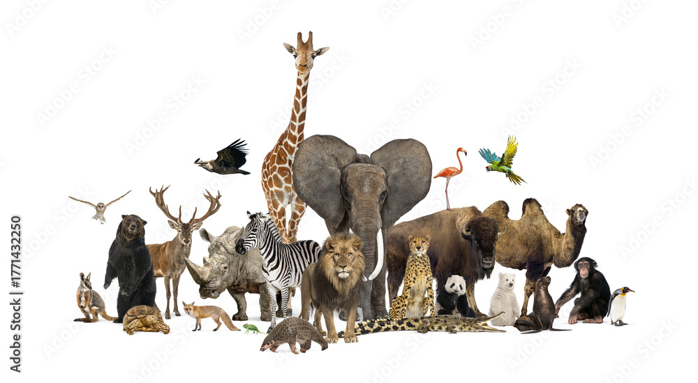 Fototapeta premium Diverse wild zoo animals including mammals, birds, and reptiles stand together in a large group against a transparent background
